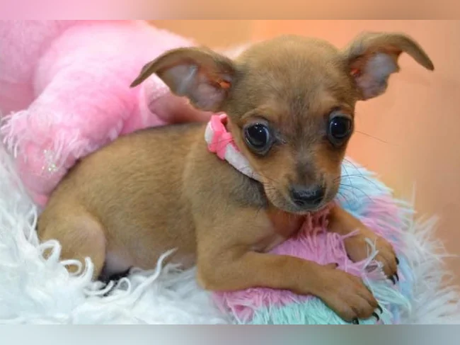 Chiot Femelle Chihuahua thumbnail 2