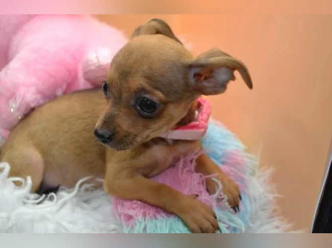 Chiot Femelle Chihuahua