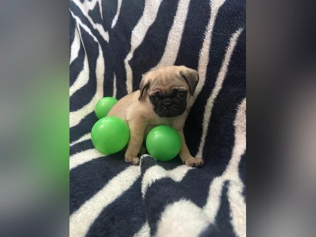 Bébés Pug prêt à quitter pour leur nouvelle famille thumbnail 6