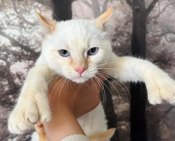 Highland lynx Red flame point