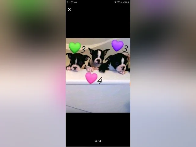 Frenchtons 2 Puppies  🐾                                                         Prêts a partir / 1🩷🐾1🩵 thumbnail 4
