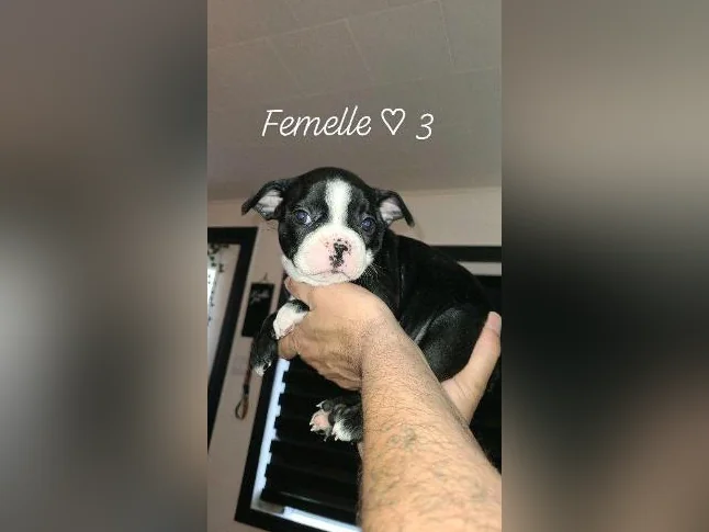 Frenchtons 2 Puppies  🐾                                                         Prêts a partir / 1🩷🐾1🩵 thumbnail 2
