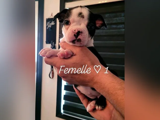Frenchtons 2 Puppies  🐾                                                         Prêts a partir / 1🩷🐾1🩵 thumbnail 3