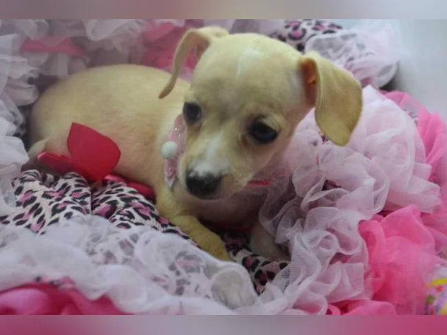 Chiot Teckel FEMELLE miniature croisé chihuahua thumbnail 2