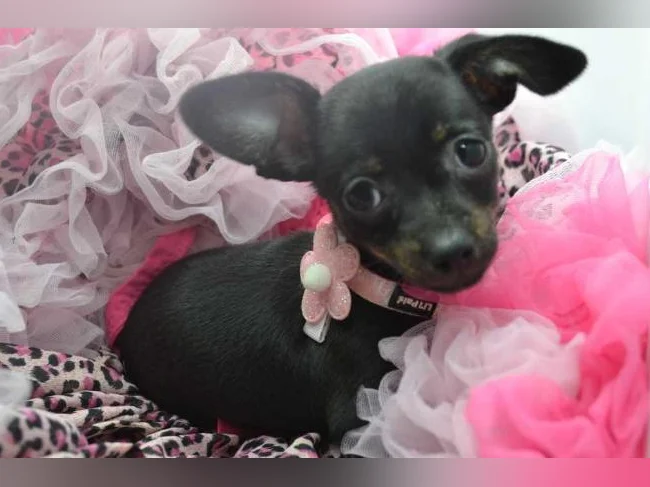 Chiot Teckel FEMELLE miniature croisé chihuahua