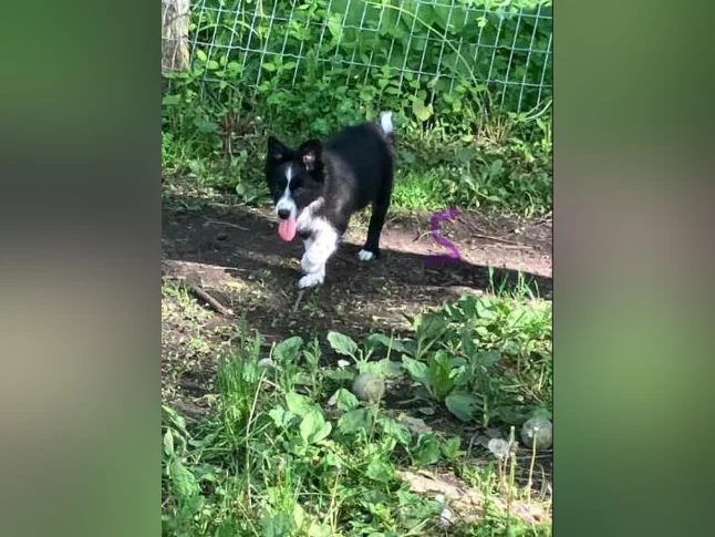 Chiot Border Collie