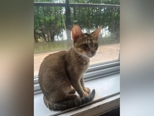 Abyssin chaton prêt début août