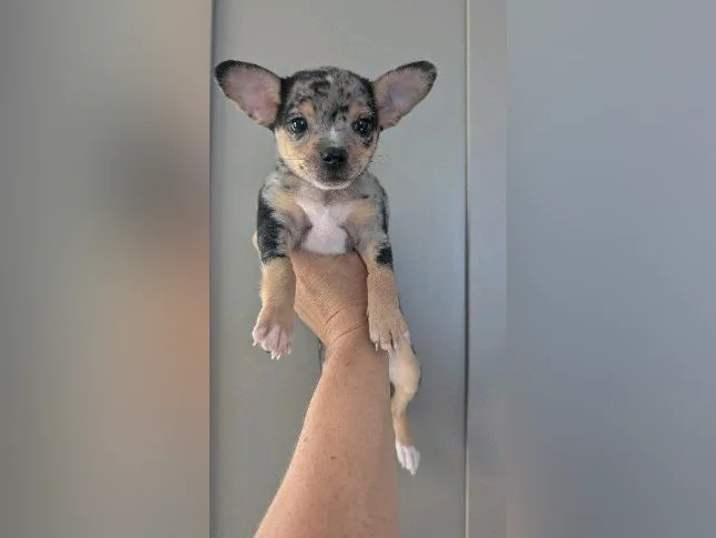 🩵 petit mâle chihuahua merle 🩵 thumbnail 3