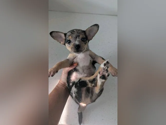 🩵 petit mâle chihuahua merle 🩵