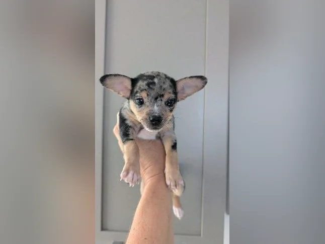 🩵 petit mâle chihuahua merle 🩵 thumbnail 2