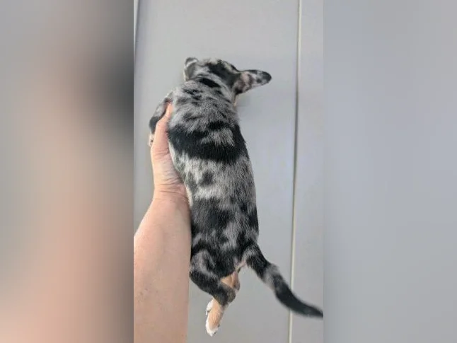 🩵 petit mâle chihuahua merle 🩵 thumbnail 4