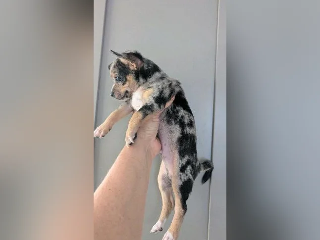 🩵 petit mâle chihuahua merle 🩵 thumbnail 5