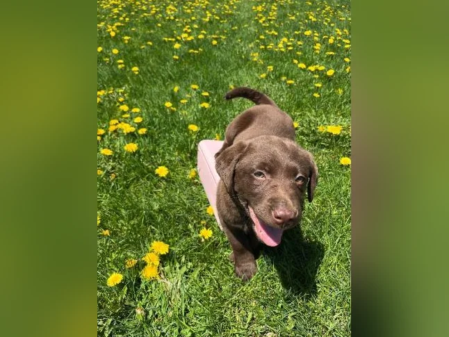 Chocolate Labrador Puppy thumbnail 5