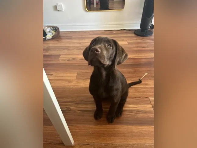 Chocolate Labrador Puppy thumbnail 3
