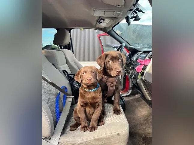 Chocolate Labrador Puppy thumbnail 6