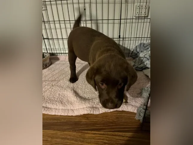 Chocolate Labrador Puppy thumbnail 4