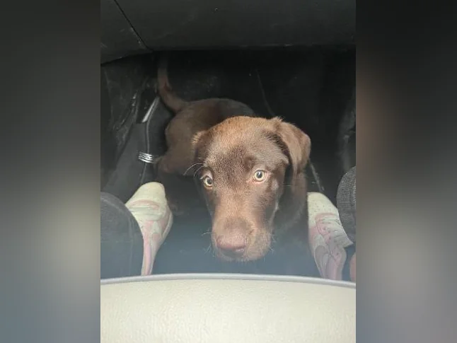 Chocolate Labrador Puppy thumbnail 8