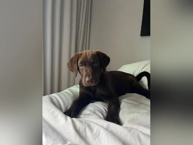 Chocolate Labrador Puppy