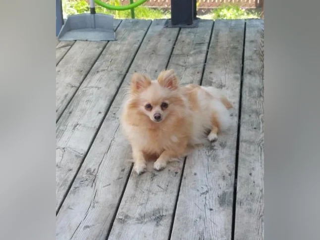Superbe chiots pomeranien à venir thumbnail 2
