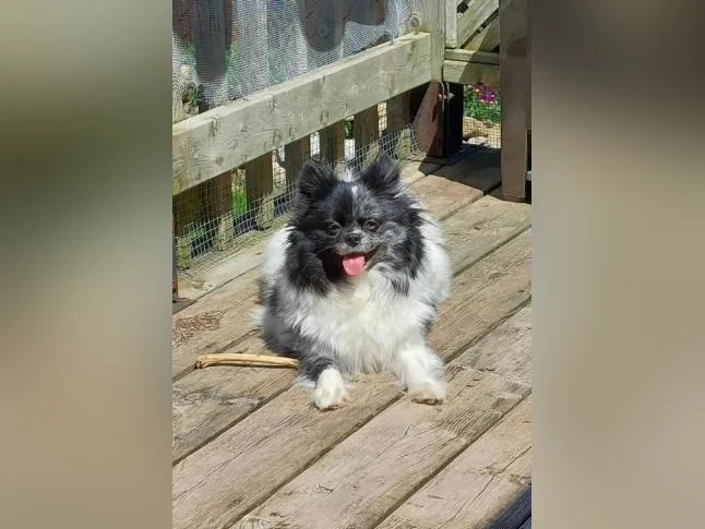 Superbe chiots pomeranien à venir