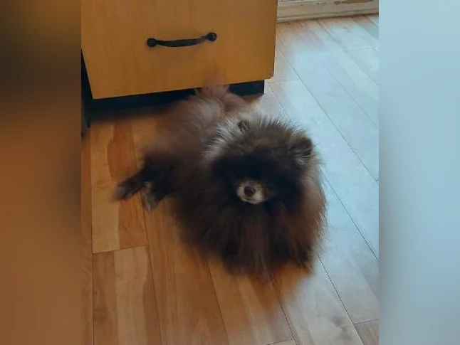 Superbe chiots pomeranien à venir thumbnail 3