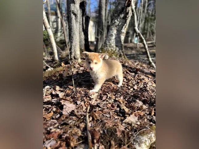 🐾 Magnifiques chiots aux yeux bleus à réserver ! 🐾 Beautiful Blue-Eyed Puppies for Reservation! thumbnail 3