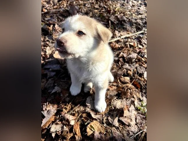 🐾 Magnifiques chiots aux yeux bleus à réserver ! 🐾 Beautiful Blue-Eyed Puppies for Reservation! thumbnail 2