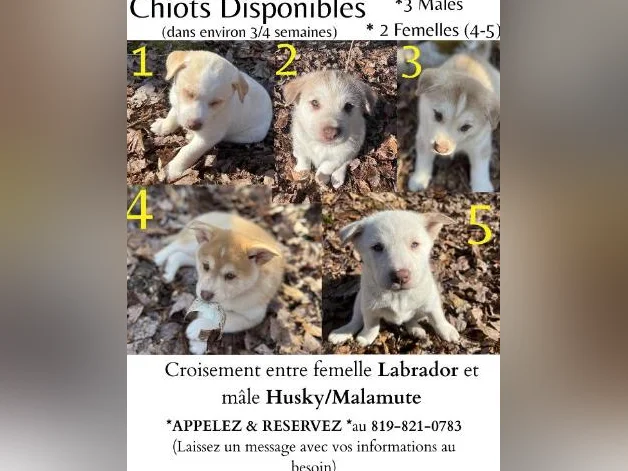 🐾 Magnifiques chiots aux yeux bleus à réserver ! 🐾 Beautiful Blue-Eyed Puppies for Reservation!