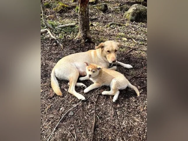 🐾 Magnifiques chiots aux yeux bleus à réserver ! 🐾 Beautiful Blue-Eyed Puppies for Reservation! thumbnail 7