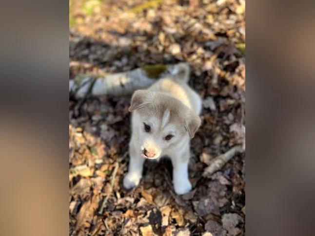 🐾 Magnifiques chiots aux yeux bleus à réserver ! 🐾 Beautiful Blue-Eyed Puppies for Reservation! thumbnail 4