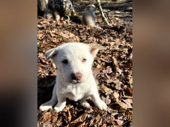 🐾 Magnifiques chiots aux yeux bleus à réserver ! 🐾 Beautiful Blue-Eyed Puppies for Reservation! thumbnail 6
