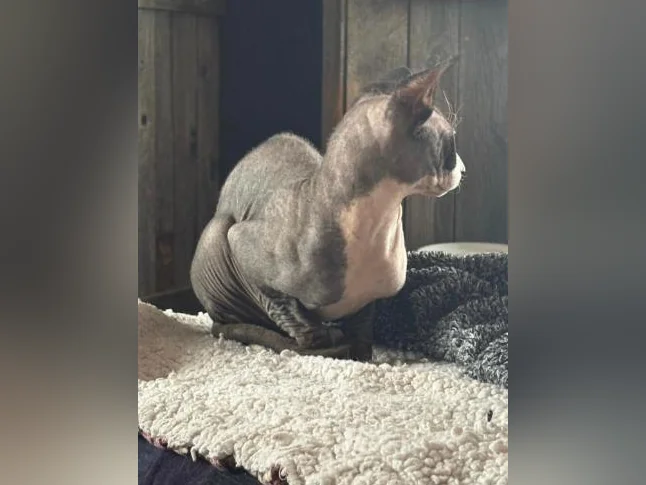 Chat Sphinx Adulte Mâle thumbnail 3