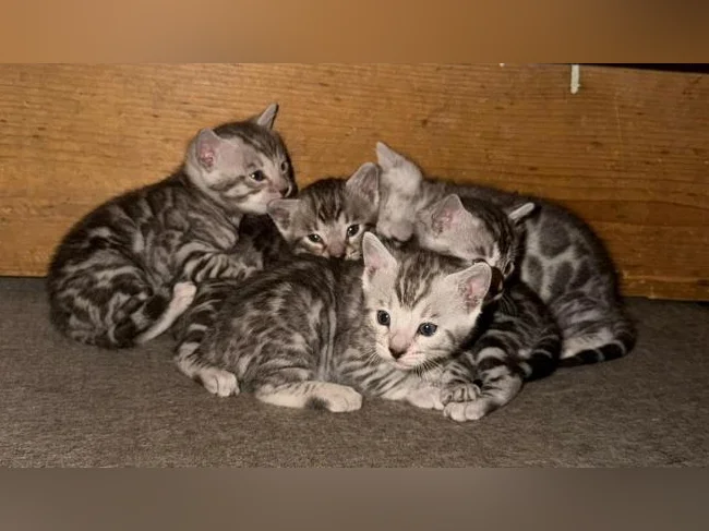 Chaton Bengal certifier tica