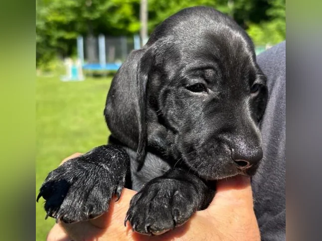 VISZLA PUPPIES FOR SALE - CHIOTS VISZLA À VENDRE thumbnail 4