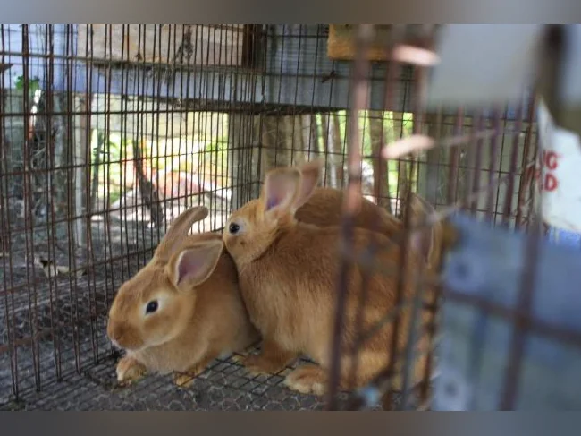 lapins NZ ROUGE , pure race thumbnail 2