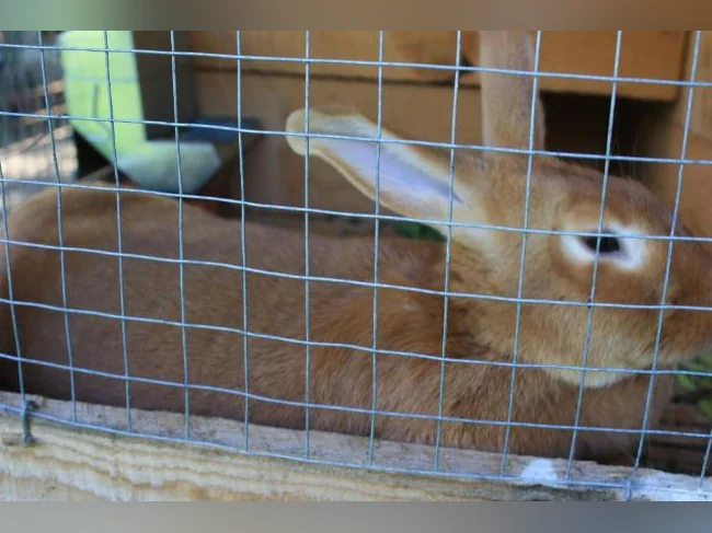 lapins NZ ROUGE , pure race thumbnail 5