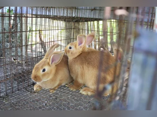 lapins NZ ROUGE , pure race thumbnail 3