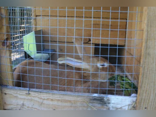 lapins NZ ROUGE , pure race thumbnail 4
