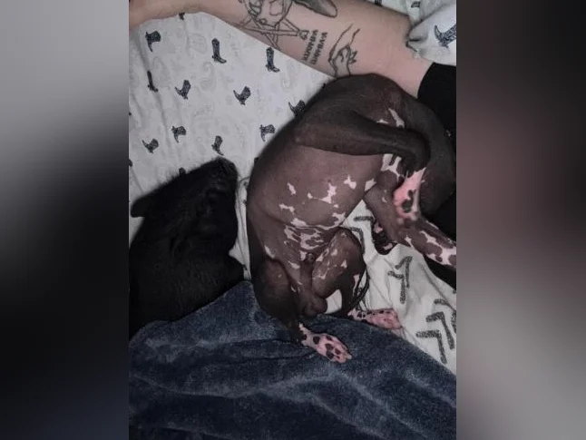Xoloitzcuintle miniature ( Chien nue du Mexique ) thumbnail 4