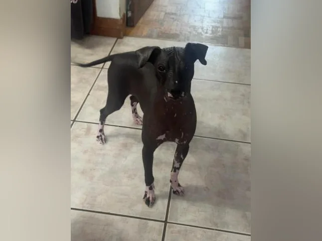 Xoloitzcuintle miniature ( Chien nue du Mexique ) thumbnail 7