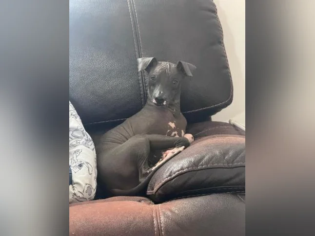 Xoloitzcuintle miniature ( Chien nue du Mexique ) thumbnail 8