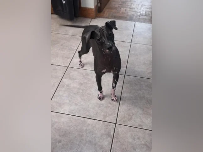 Xoloitzcuintle miniature ( Chien nue du Mexique ) thumbnail 6
