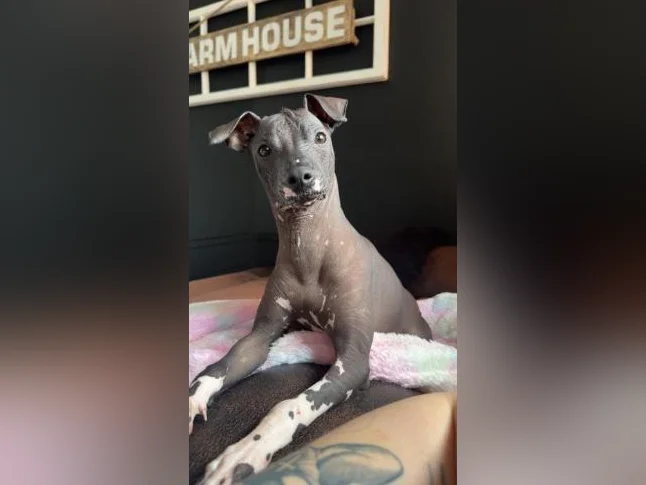 Xoloitzcuintle miniature ( Chien nue du Mexique )
