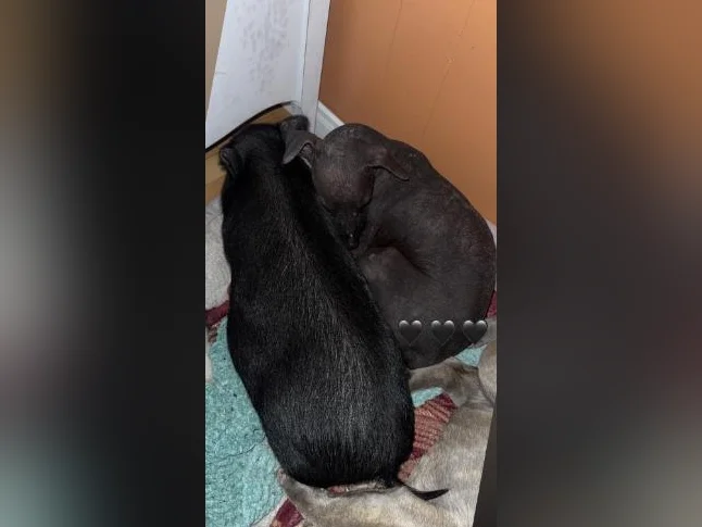 Xoloitzcuintle miniature ( Chien nue du Mexique ) thumbnail 3