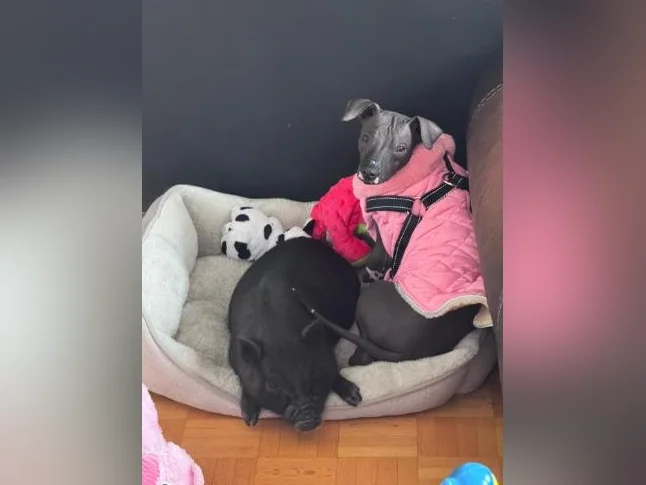 Xoloitzcuintle miniature ( Chien nue du Mexique ) thumbnail 5