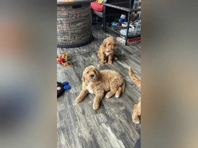 Chiots Goldendoodle thumbnail 9