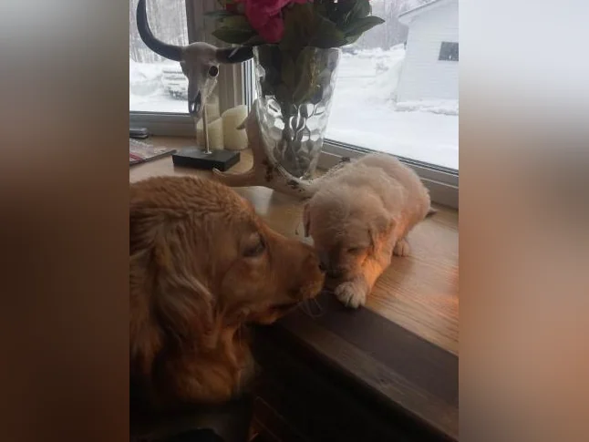 Chiots Goldendoodle thumbnail 6