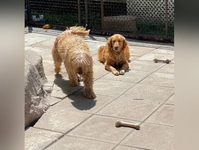 Chiots Goldendoodle thumbnail 5