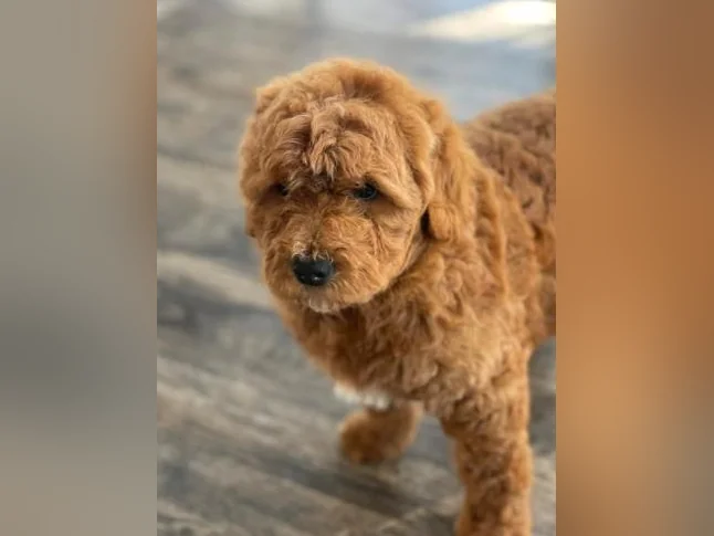 Chiots Goldendoodle thumbnail 8