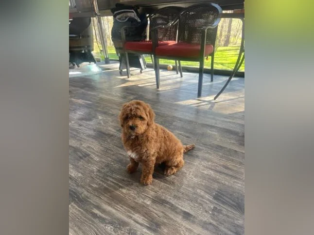 Chiots Goldendoodle thumbnail 3